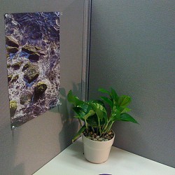 I transformed my cubicle using Ann's Feng Shui tips. --Chaya