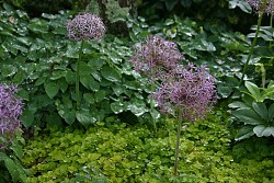 Allium christophii, Lysimachia and Epimedium. Photo by Erica Glasener.