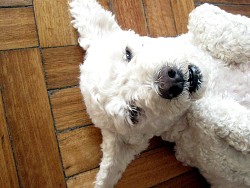 An extremely cute poodle takes a break from exercise to relax on a hardwood floor. (Photo: alvimann/Morguefile.com)