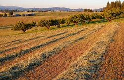 Straw mulch fertilizes crop rows. (Craig Goodwin/sxc.hu)