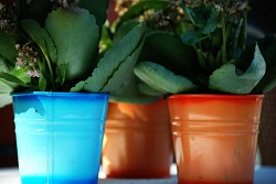 I love these containers! They are such cute little homes for house plants. (Photo: oxxider/sxc.hu)