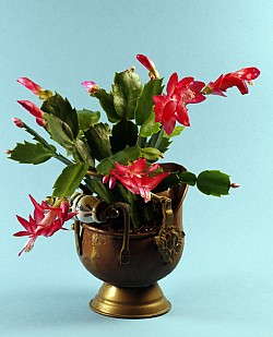 This Christmas cactus looks gorgeous in an antique copper pot. (Photo: spider56/istockphoto.com)