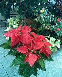 A poinsettia in bloom. Photo: jessieagudo7/morguefile.com
