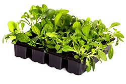 Photo of seedlings in a plastic tray by doram/istockphoto.com.