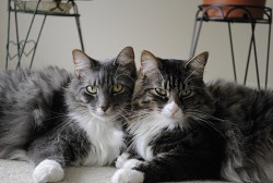 Photo of cats by Iggypcat/sxc.hu.