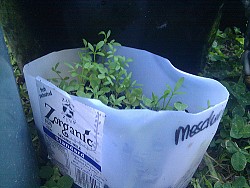 Photo of a milk jug planter by Br3nda/Flickr.