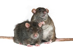 These rats are cute, but I wouldn't want to live with them. (Photo: MikeSPb/istockphoto.com)