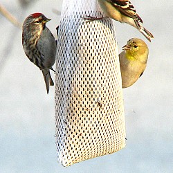 Photo of a clever DIY birdfeeder by fishhawk/Flickr.