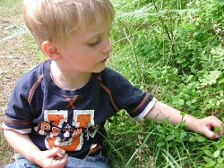 A young boy picks blueberries from a blueberry bush. (Photo: elinluna/morguefile.com)