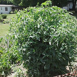 Guess what these awesome tomato plants are growing around. Photo and plants by James Bryan C via Hometalk.com.
