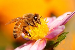 A honeybee collects nectar from a flower. (njmcc/istockphoto.com)