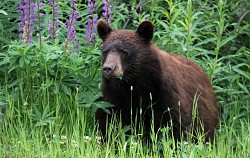 A bear hunts for food in a yard. Photo by mazwebs/sxc.hu.