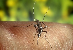 Photo of an Asian tiger mosquito by CDC/Wikimedia Commons.
