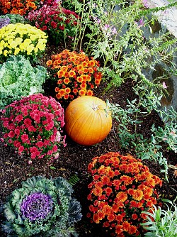 Splendid color even in the depths of fall. Photo by krosseel/morguefile.com.
