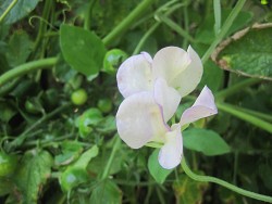Photo: allyeargarden/morguefile.com