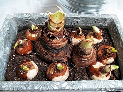 Potting up amaryllis and paperwhites for winter forcing. Photo: Barb Rosen/Hometalk