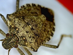 Photo: Mike Lewinski/Flickr