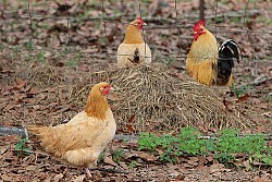 Buff Orpingtons like George are big, friendly chickens as well as prolific egg layers. Photo: Alan Reeve/Flickr