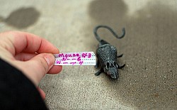 Photo: Morgan/Flickr