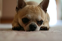 Donovan Schonknecht/Flickr