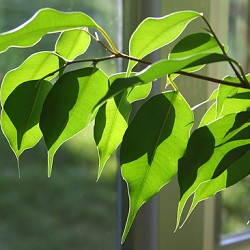 Ficus by ndrwfgg via Flickr