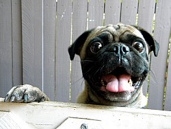 Who are you calling funny? (leoncillo sabino/Flickr)