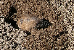 A gopher emerges from his hole. (Photo: goingslo/Flickr)