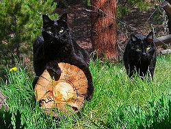 Ken Hubbards cats via David Aaron Moore. Black American Shorthairs are so cute!