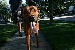 What should you do if your roommate asks you to take care of his dog? Noah Garfinkel advises. (Photo: Jan-Erik Finnberg/Flickr)