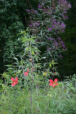 Vernonisa novaborensis & Hibiscus coccineus are often mistaken for weeds. Photo by Erica Glasener.