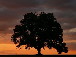joiseyshowaa / Flickr Creative Commons