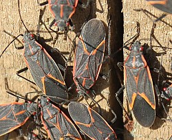 Boxelder bugs, close up. (Photo: Archbob/wikimedia commons)