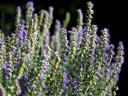 Hyssop grows in a private garden. (Photo: Holger Casselmann/Wikimedia Commons.)