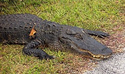 Photo of an alligator by Bandini/Morguefile.com. 
