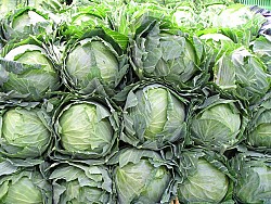 Photo of cabbages by Kenny123/morguefile.com.