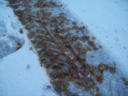 Driveway ice with a Pan-Asian twist! -- Phil