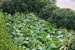 Foxgloves. Photo: Erica Glasener via Hometalk.com