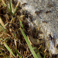 Ants