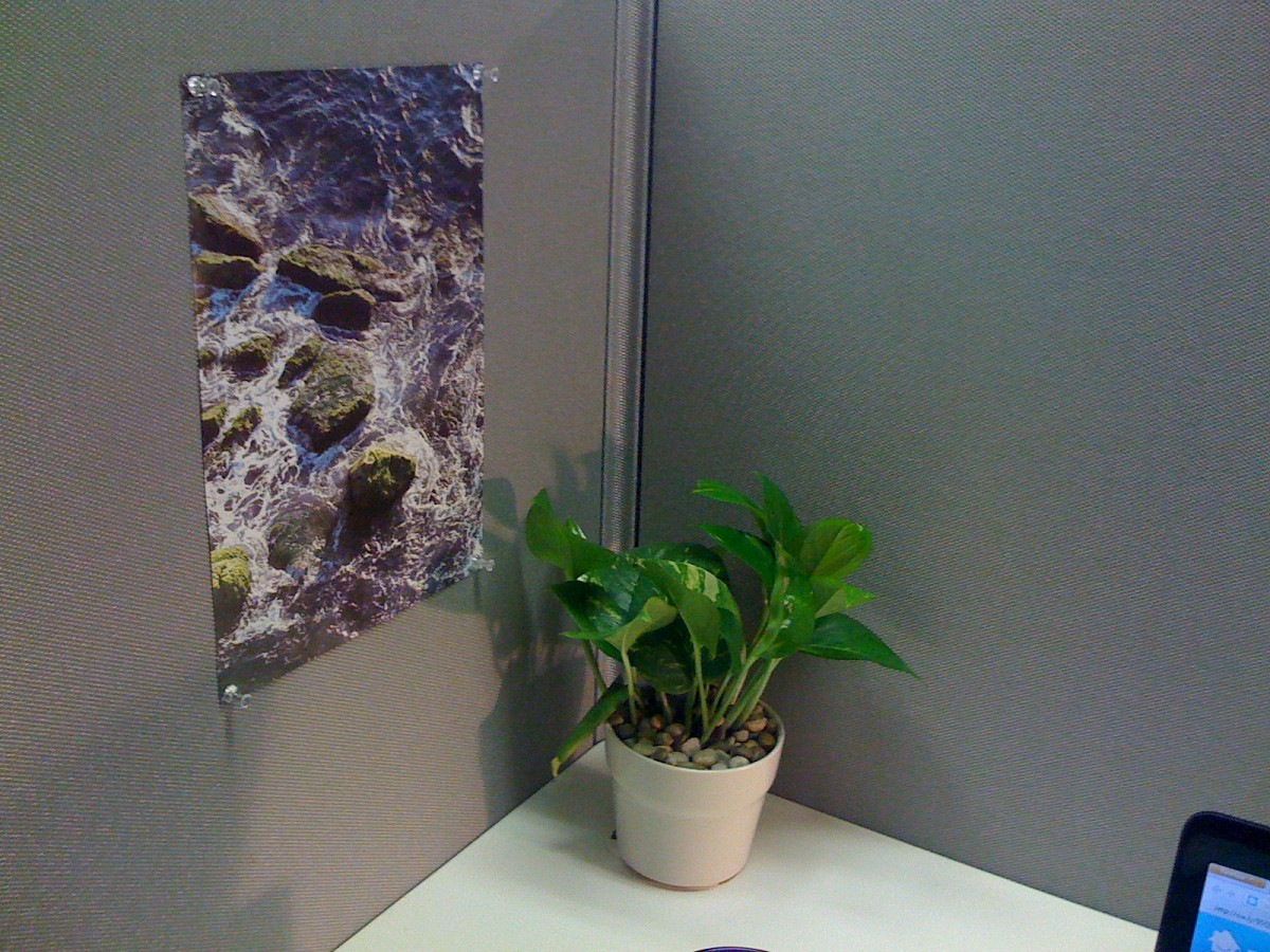 I transformed my cubicle using Ann's Feng Shui tips. --Chaya