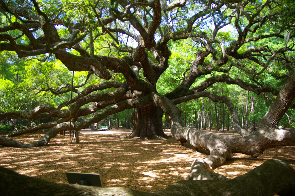 The Angel Oak Tree is a legendary oak tree in John's Island, SC. Photo by Charleston's TheDigitel/Flickr.
