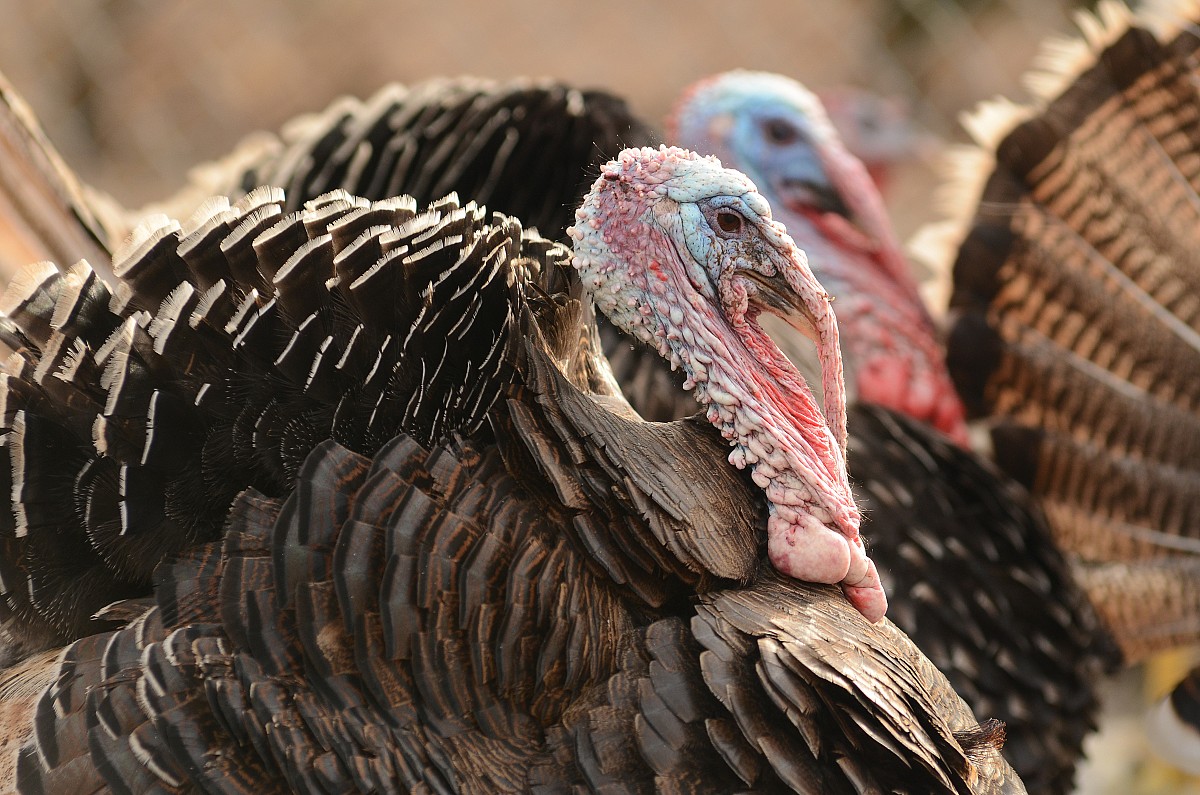 Get a load of the snoods on these wild turkeys! (Photo: yousif waleed/sxc.hu)