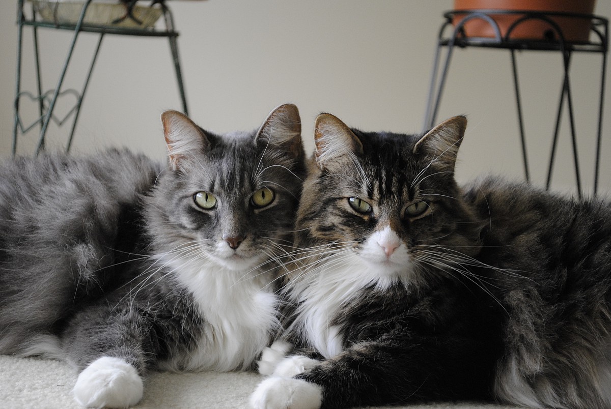 Photo of cats by Iggypcat/sxc.hu.
