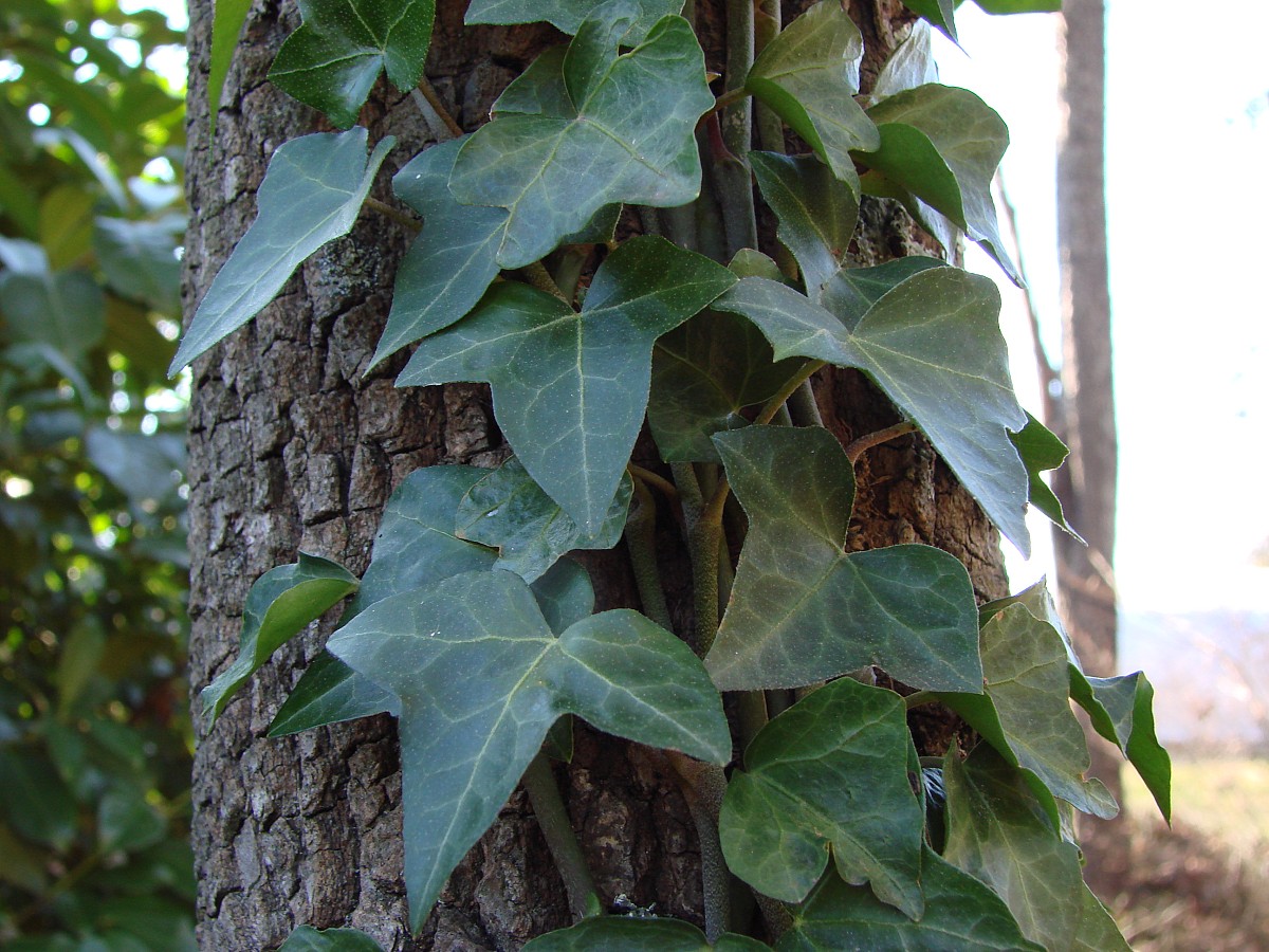 Photo of ivy climbing up a tree by mrmac04/morguefile.com.