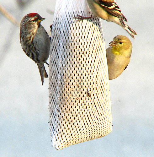 Photo of a clever DIY birdfeeder by fishhawk/Flickr.