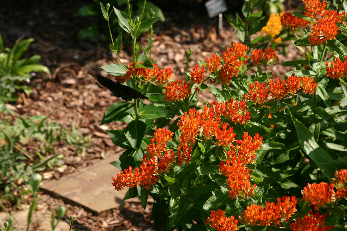 Asclepias tuberosa. Photo: Erica Glasener
