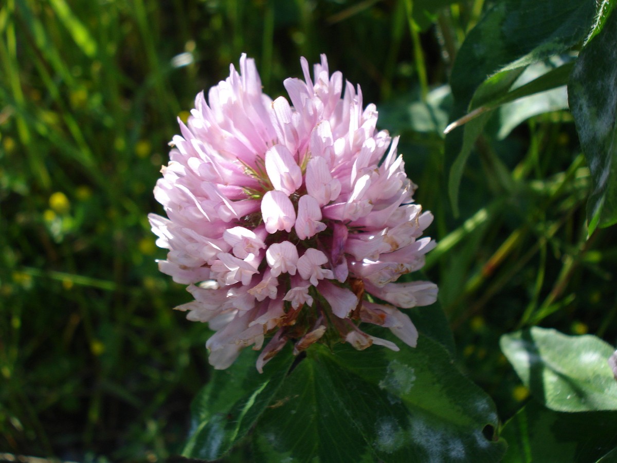Dried red clover flowers make a cleansing tea.  Photo: Crimson160
