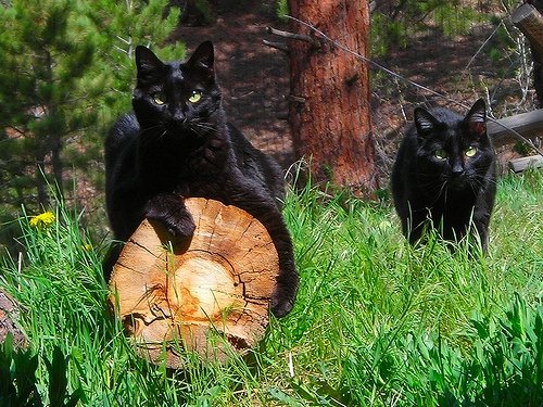 Ken Hubbards cats via David Aaron Moore. Black American Shorthairs are so cute!