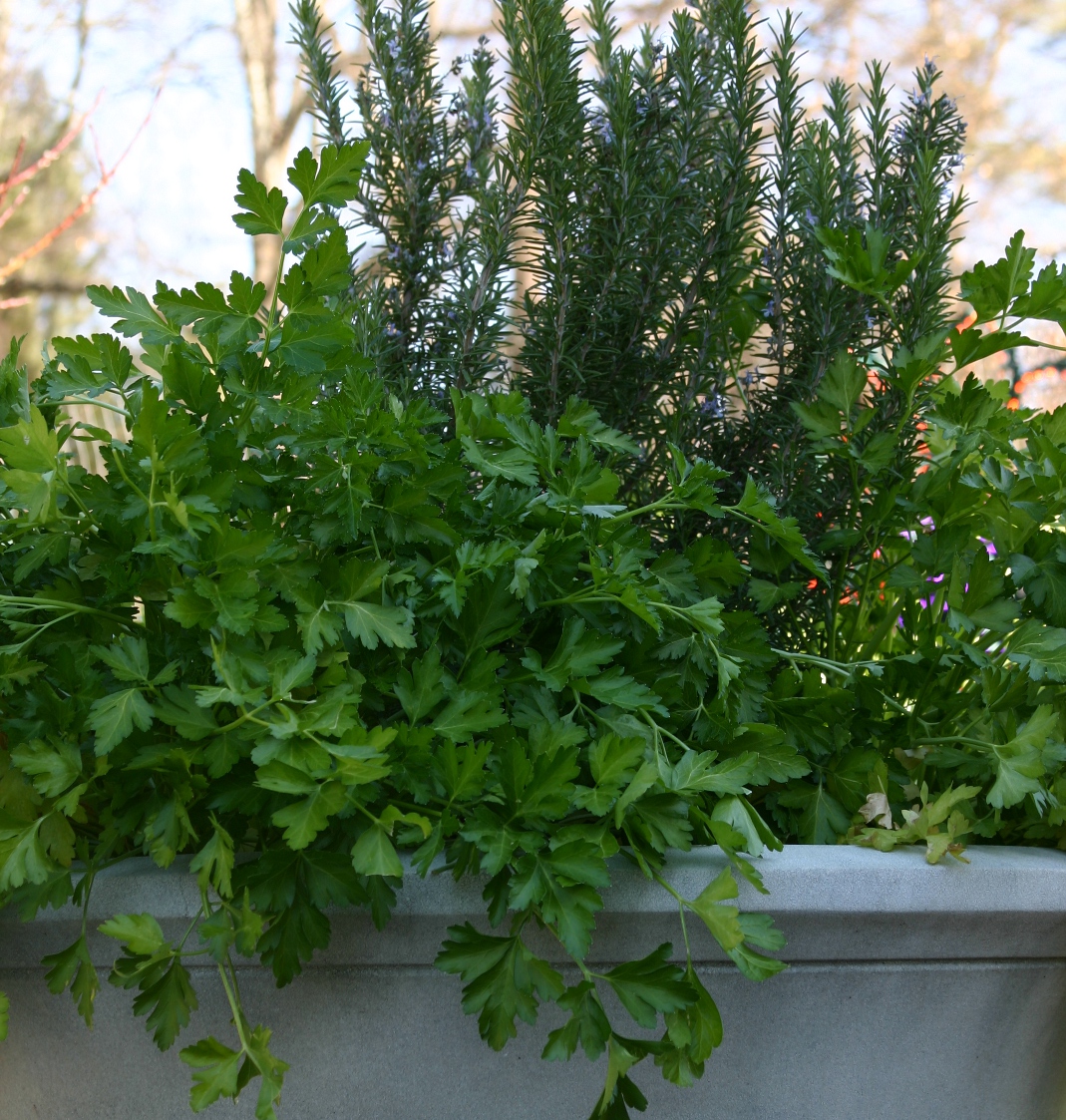 My own big and beautiful Italian flat leaf parsley. -- Erica