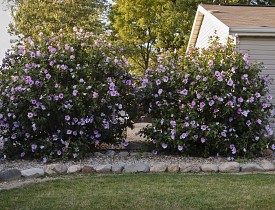 Low-Maintenance Flowering Shrub Choices - Articles
