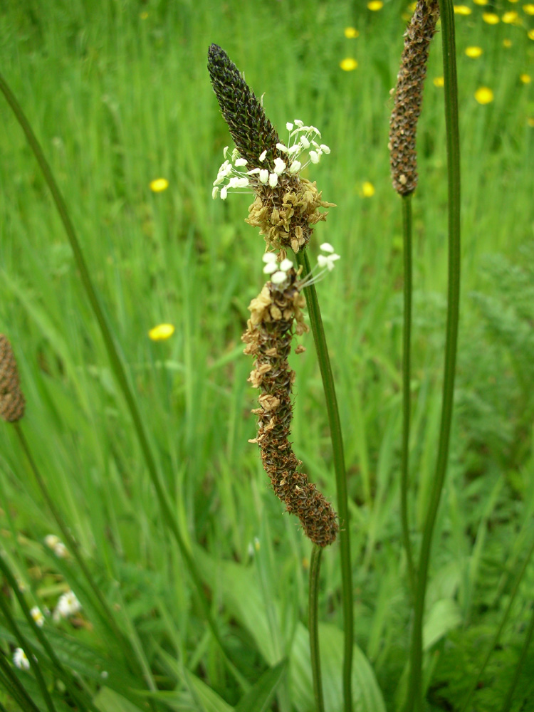 Plantain. Photo: ianmurray/stock.xchng Plantain. Photo: ianmurray/stock.xchng